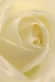 This evocative portrait of a cream-white rose pulls you close, as though you are nestled in the flower's embrace amidst the familiar stillness of early morning in Wood Green. The petals open in gentle spirals, their velvet-like softness beckoning a touch, cool and fragrant as dawn air drifting over Duckett's Common. Within the centre, light gently pools and shadows nestle, offering depth and a tranquil mood-the same peace found in a thoughtful gesture or an unspoken word. For a local florist, this rose stands as the purest symbol of reverence and gentle admiration; its understated elegance and delicate fragrance are a perfect match for moments of sympathy, the start of a new chapter, or heartfelt celebration. The image radiates not only floral beauty, but also the artistry, care, and meaning that Flowers Wood Green brings to every special occasion in our cherished neighbourhood.